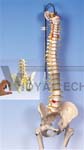 Deluxe Flexible Spine Model with brain stem, opened sacrum and femur heads